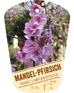 Prunus x amygdalopersica, Bildhängeetikett VS