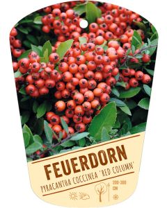 Pyracantha coccinea 'Red Column', Bildhängeetikett VS