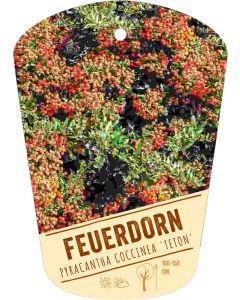 Pyracantha coccinea 'Teton', Bildhängeetikett VS