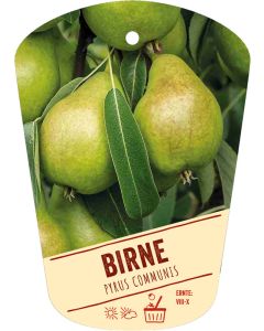 Pyrus communis, Bildhängeetikett VS
