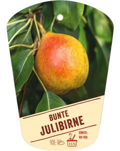 Pyrus communis 'Bunte Julibirne', Bildhängeetikett VS: