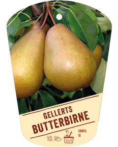 Pyrus communis 'Gellerts Butterbirne', Bildhängeetikett VS: