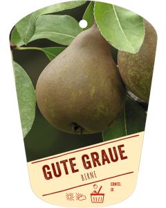 Pyrus communis 'Gute Graue', Bildhängeetikett VS