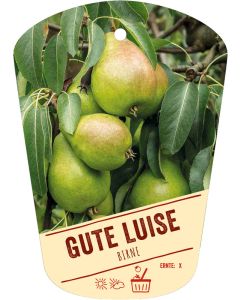 Pyrus communis 'Gute Luise', Bildhängeetikett VS: