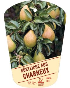 Pyrus communis 'Köstliche aus Charneux', Bildhängeetikett VS: