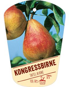 Pyrus communis 'Kongre birne', Bildhängeetikett VS: