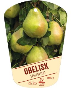 Pyrus communis 'Obelisk', Bildhängeetikett VS