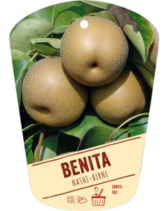 Pyrus pyraster 'Benita', Bildhängeetikett VS: