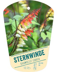 Quamoclit lobata, Bildhängeetikett VS