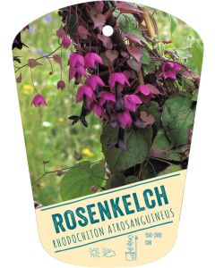 Rhodochiton atrosanguineus, Bildhängeetikett VS