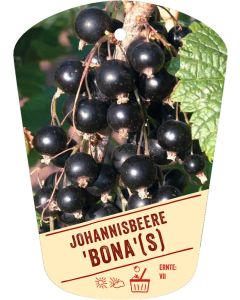 Ribes nigrum 'Bona'(S), Bildhängeetikett VS
