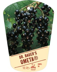 Ribes nigrum 'DR. BAUER'S'(R) OMETA'(S), Bildhängeetikett VS: