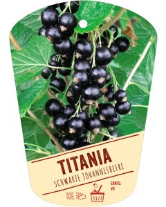 Ribes nigrum 'Titania', Bildhängeetikett VS: