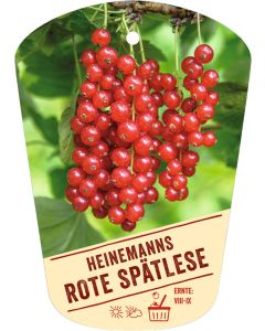 Ribes rubrum 'Heinemanns Rote Spätlese', Bildhängeetikett VS: