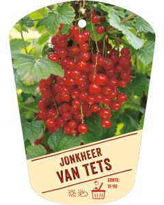 Ribes rubrum 'Jonkheer van Tets', Bildhängeetikett VS: