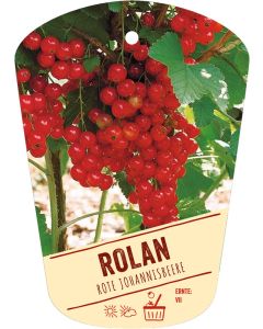 Ribes rubrum 'Rolan', Bildhängeetikett VS: