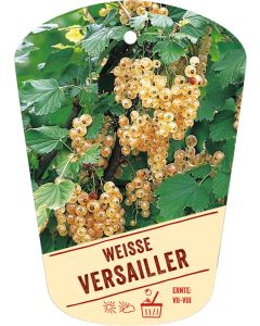 Ribes rubrum 'Wei e Versailler', Bildhängeetikett VS: