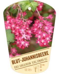 Ribes sanguineum 'King Edward VII', Bildhängeetikett VS