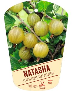 Ribes uva-crispa 'Natasha', Bildhängeetikett VS