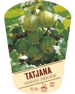 Ribes uva-crispa 'Tatjana', Bildhängeetikett VS