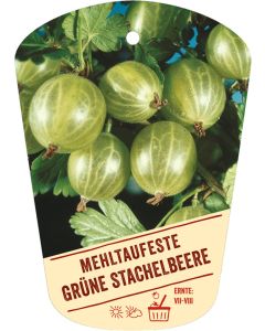 Ribes uva-crispa v. sat., Bildhängeetikett VS