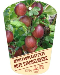 Ribes uva-crispa v. sat., Bildhängeetikett VS