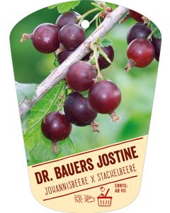 Ribes nigrum x grossularia 'Dr. Bauers Jostine', Bildhängeetikett VS: