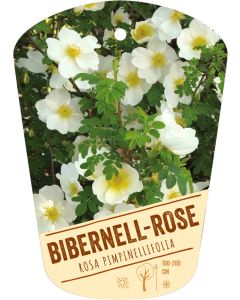 Rosa pimpinellifolia, Bildhängeetikett VS