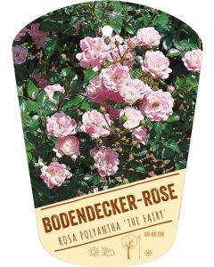 Rosa polyantha 'The Fairy', Bildhängeetikett VS: