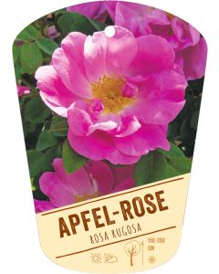 Rosa rugosa, Bildhängeetikett VS: