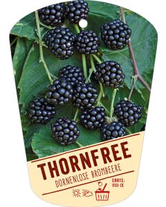 Rubus fruticosus 'Thornfree', Bildhängeetikett VS: