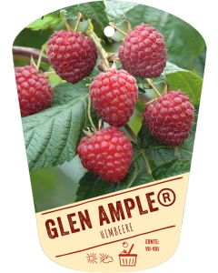 Rubus idaeus Glen Ample(S), Bildhängeetikett VS: