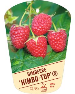 Rubus idaeus 'Himbo-Top'®, Bildhängeetikett VS