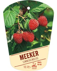Rubus idaeus 'Meeker', Bildhängeetikett VS: