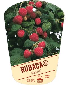 Rubus idaeus 'Rubaca'®, Bildhängeetikett VS