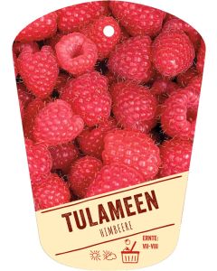 Rubus idaeus 'Tulameen', Bildhängeetikett VS: