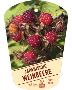 Rubus phoenicolasius, Bildhängeetikett VS