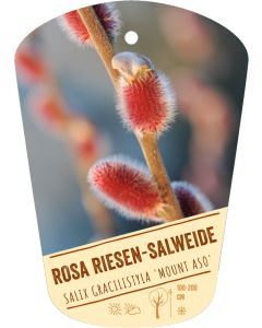 Salix gracilistyla 'Mount Aso', Bildhängeetikett VS