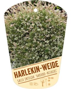 Salix integra 'Hakuro-Nishiki', Bildhängeetikett VS