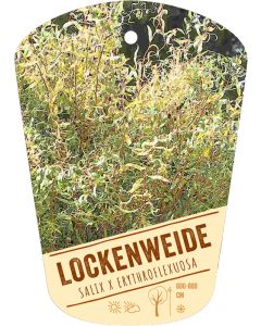 Salix x erythroflexuosa, Bildhängeetikett VS