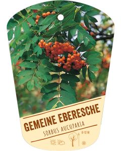 Sorbus aucuparia, Bildhängeetikett VS