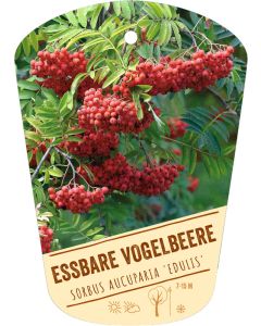 Sorbus aucuparia 'Edulis', Bildhängeetikett VS