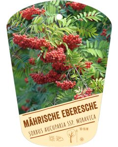 Sorbus aucuparia ssp. moravica, Bildhängeetikett VS