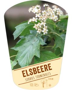 Sorbus torminalis, Bildhängeetikett VS: