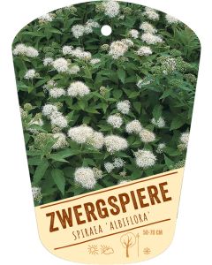 Spiraea 'Albiflora', Bildhängeetikett VS