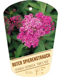 Spiraea japonica 'Darts Red', Bildhängeetikett VS