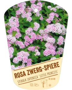Spiraea japonica 'Little Princess', Bildhängeetikett VS