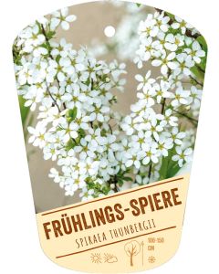 Spiraea thunbergii, Bildhängeetikett VS