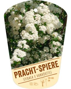 Spiraea x vanhouttei, Bildhängeetikett VS