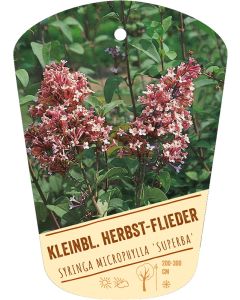 Syringa microphylla 'Superba', Bildhängeetikett VS
